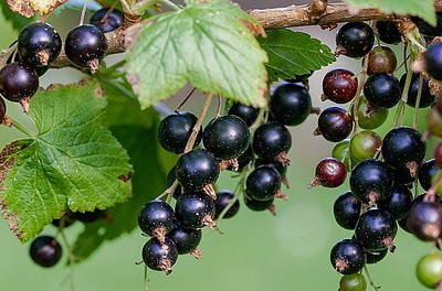 Black Currant Is Part Of The Berry Blend