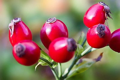 Rose Hips Is One Of The Beneficial Substances In This One