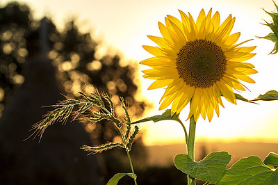 Sunflower Lecithin Is One Of The Additives Here