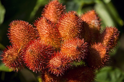 Annatto Is One Such Example