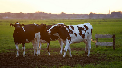 Bovine Gelatin Is Some Really Healthy Stuff