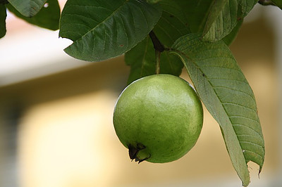 Guava Can Be A Great Source Of Zinc