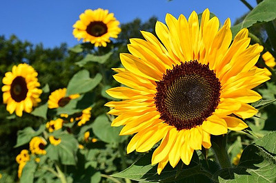 Sunflower Oil Is An Additive In This Supplement