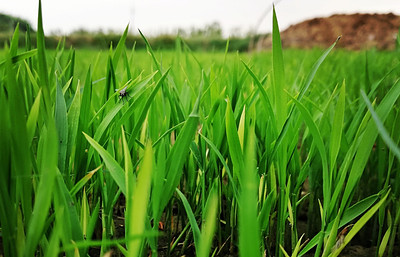 Organic Sugar Is Not A Healthy Substance