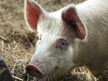 Gelatin Is Likely Sourced From Pigs