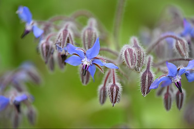 Borage Seed Oil Can Be Extremely Helpful