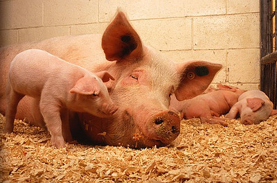 Pig Is The Cheapest Source For Gelatin