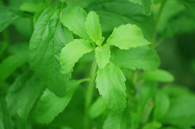 Stevia Is A Great Natural Sweetener