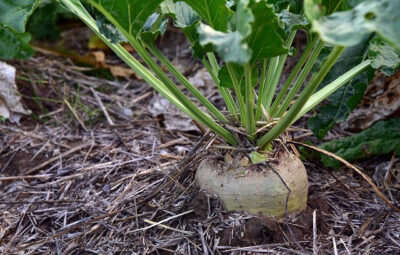 Sugar Is Not Healthy Just Because It Is Of Sugar Beet